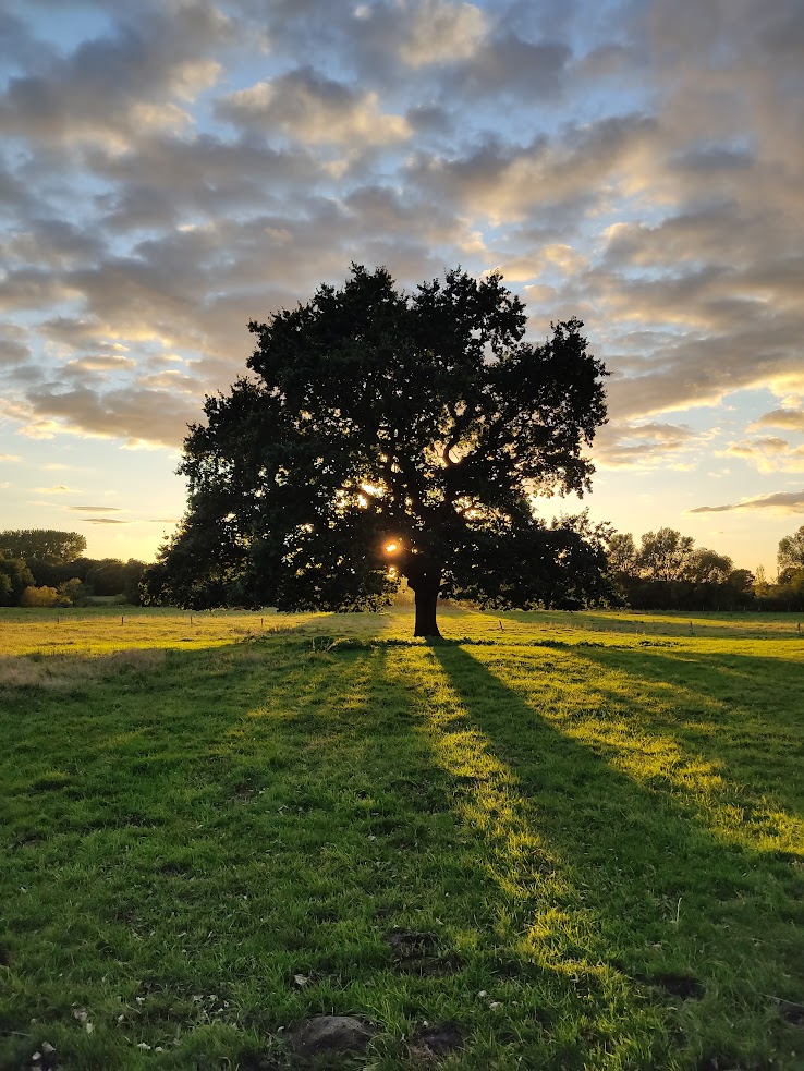 Baum als Dekoration